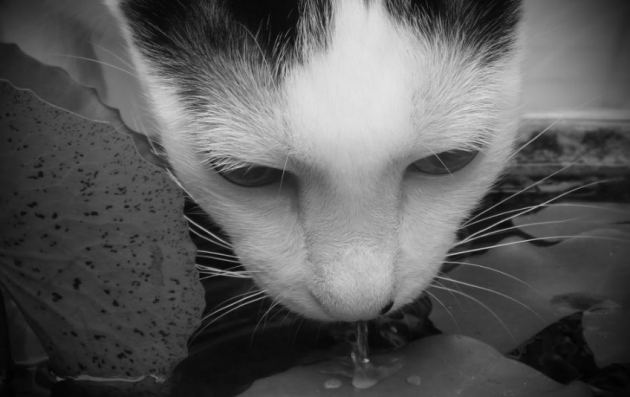 What is the Best Water to Give Your Pet?